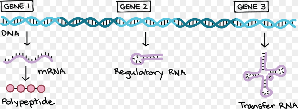 Dna Structure Clipart Genetic Trait Genes Located On Dna, Text Free Transparent Png
