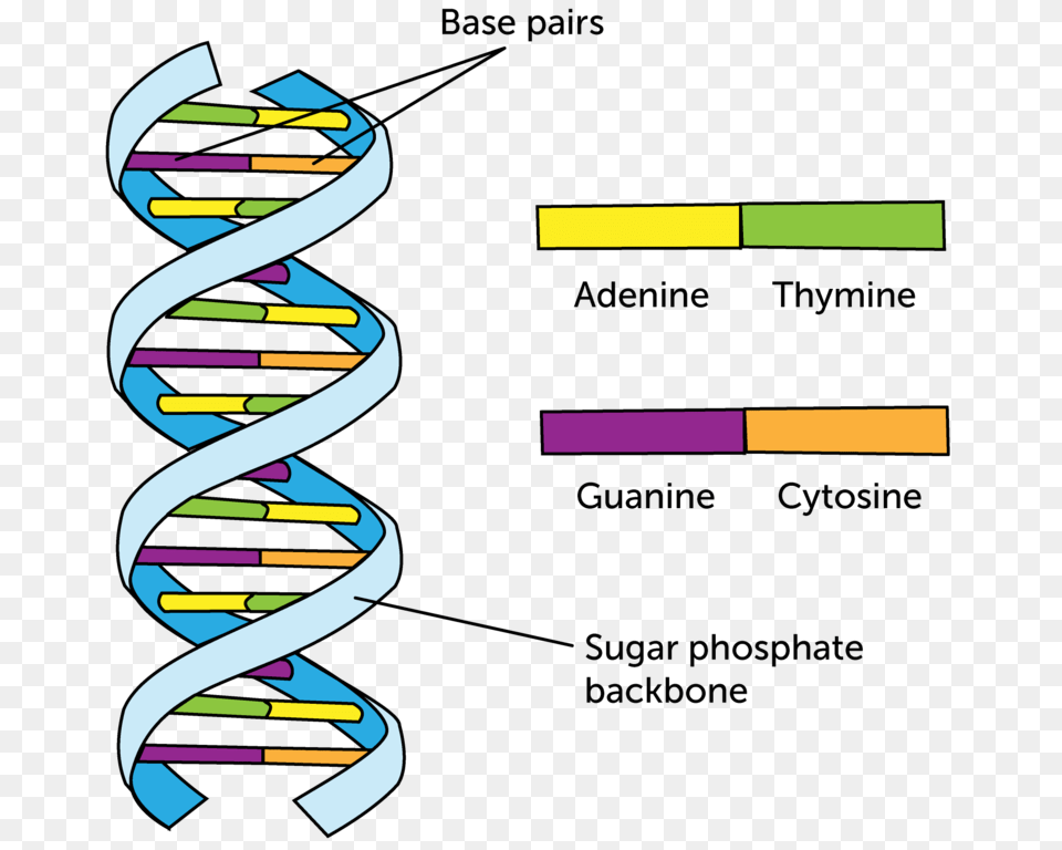 Dna Structure Clipart Physical Science, Spiral, Art, Text, Dynamite Png