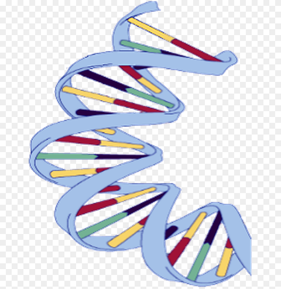 Dna Structure Clipart Wikipedia Dna, Art, Graphics, Collage, Text Png