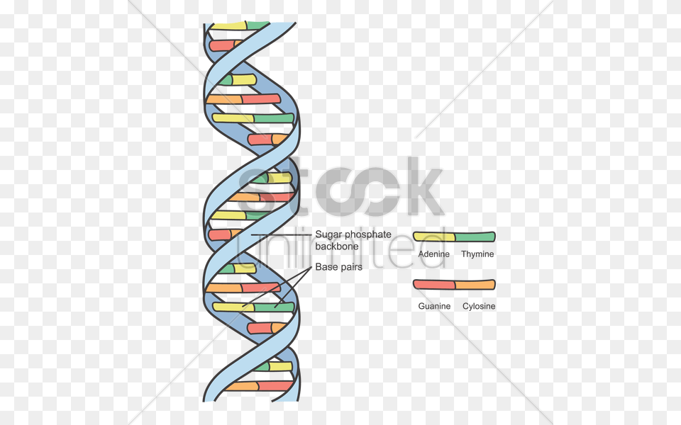 Dna Structure Vector Image, Art, Graphics, Text Free Png