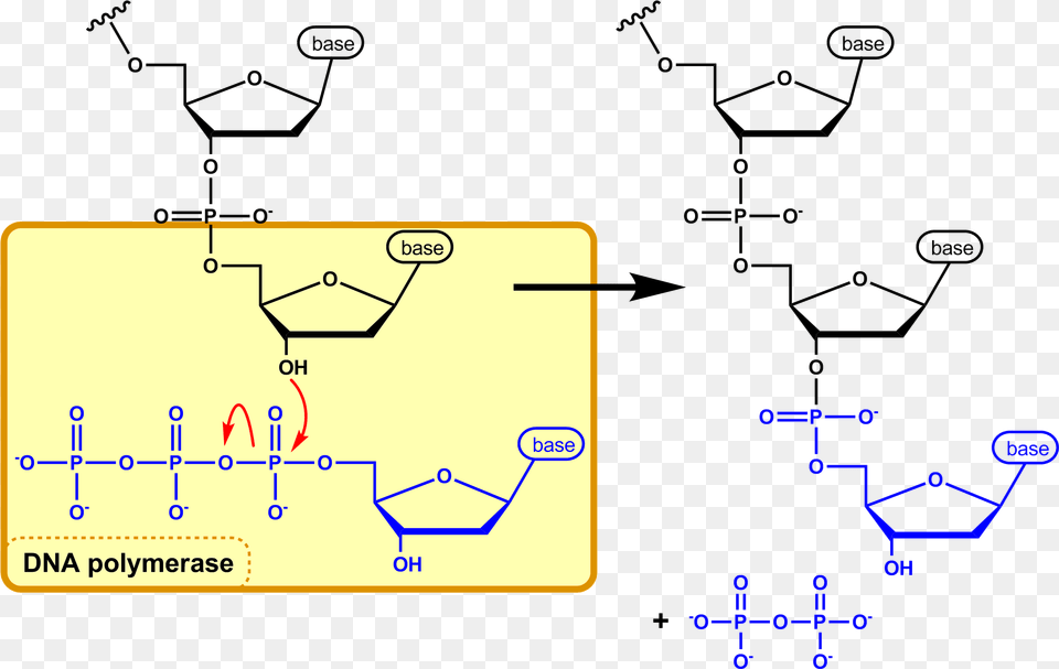 Dna Synthesis En Nucleophilic Attack Dna, Chart, Flow Chart Png Image