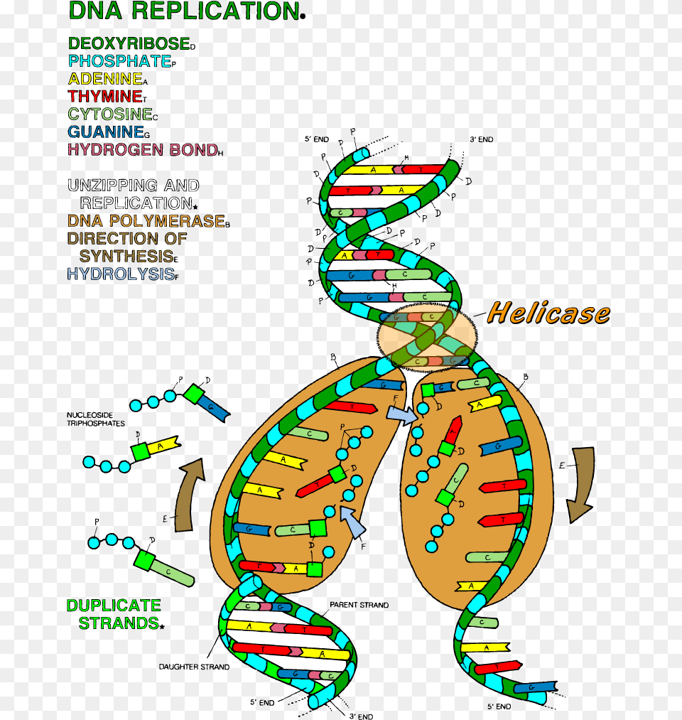 Dna The Double Helix Coloring Worksheet Dna Replication Coloring Answer Key, Advertisement, Poster, Face, Head Png Image
