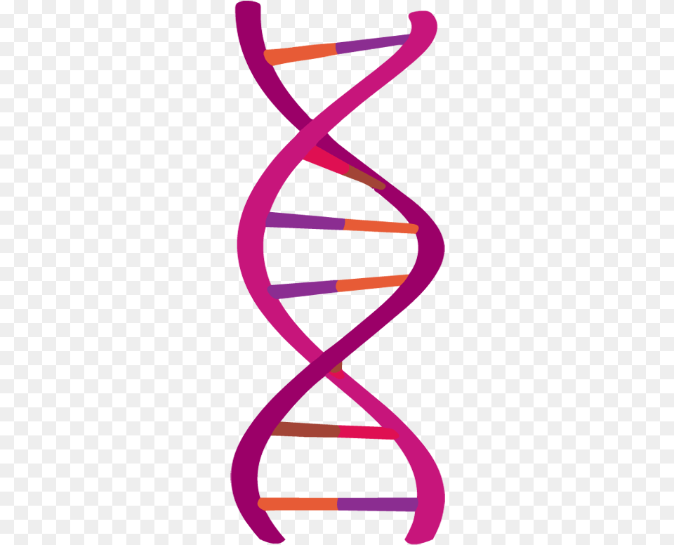 Dna Vertical, Spiral, Bow, Weapon, Purple Free Png Download