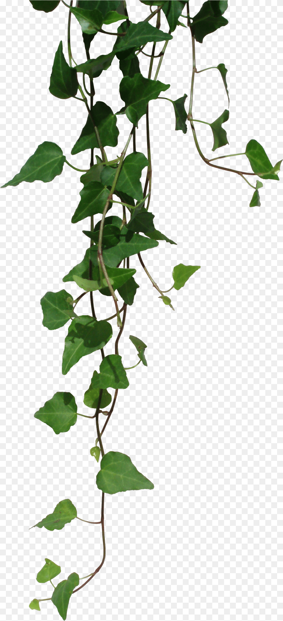 Dnd Homebrew Weapons Ivy Ivy, Plant, Vine, Leaf Free Png Download