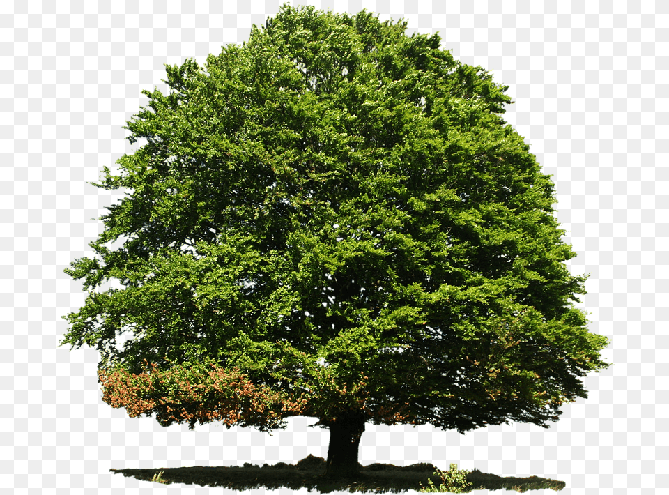 Dnde Sembrar Rboles Tree Plantation Slogans In English, Oak, Plant, Sycamore, Tree Trunk Free Png