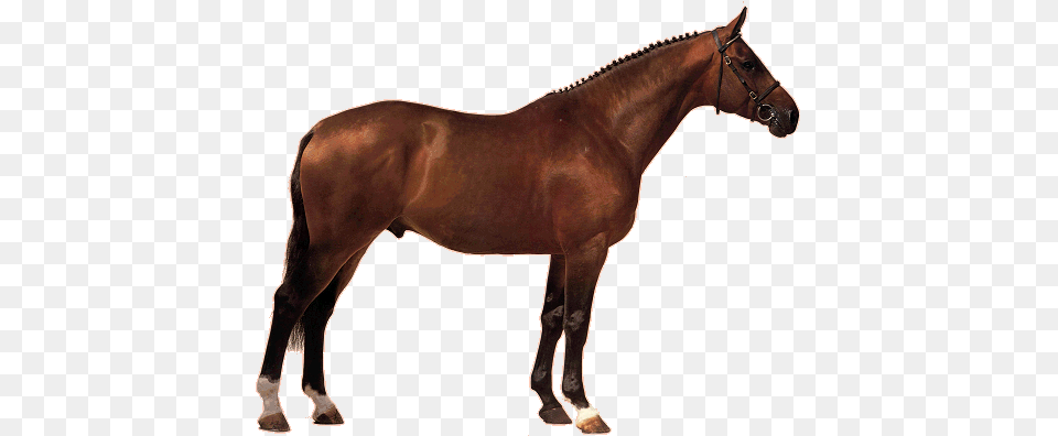 Dnsk Teplokrevnk Visual Dictionary Of The Horse Book, Animal, Mammal, Colt Horse, Stallion Free Transparent Png