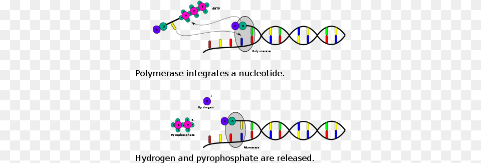 Dntp Nucleotide Incorporation Reaction Ion Torrent Semiconductor Sequencing Free Transparent Png