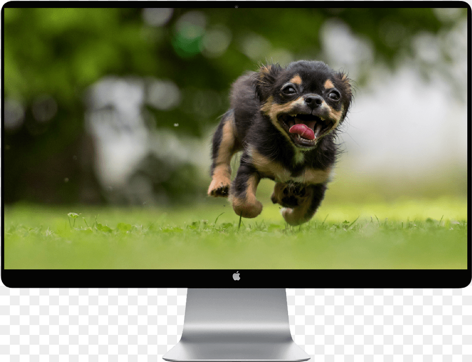 Dnyann En Sadk Kpekleri, Animal, Screen, Puppy, Pet Free Transparent Png