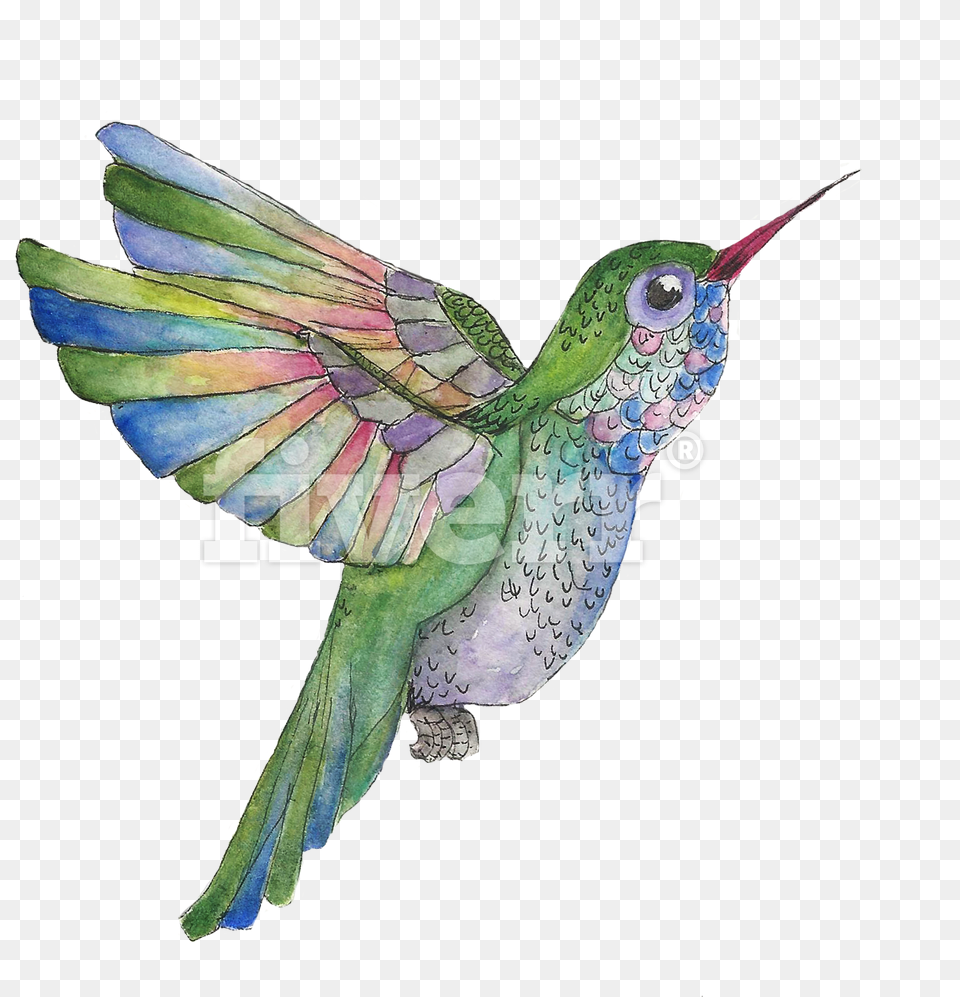 Do A Watercolor And Ink Illustration Of Whatever You Ruby Throated Hummingbird, Animal, Bird Free Png Download