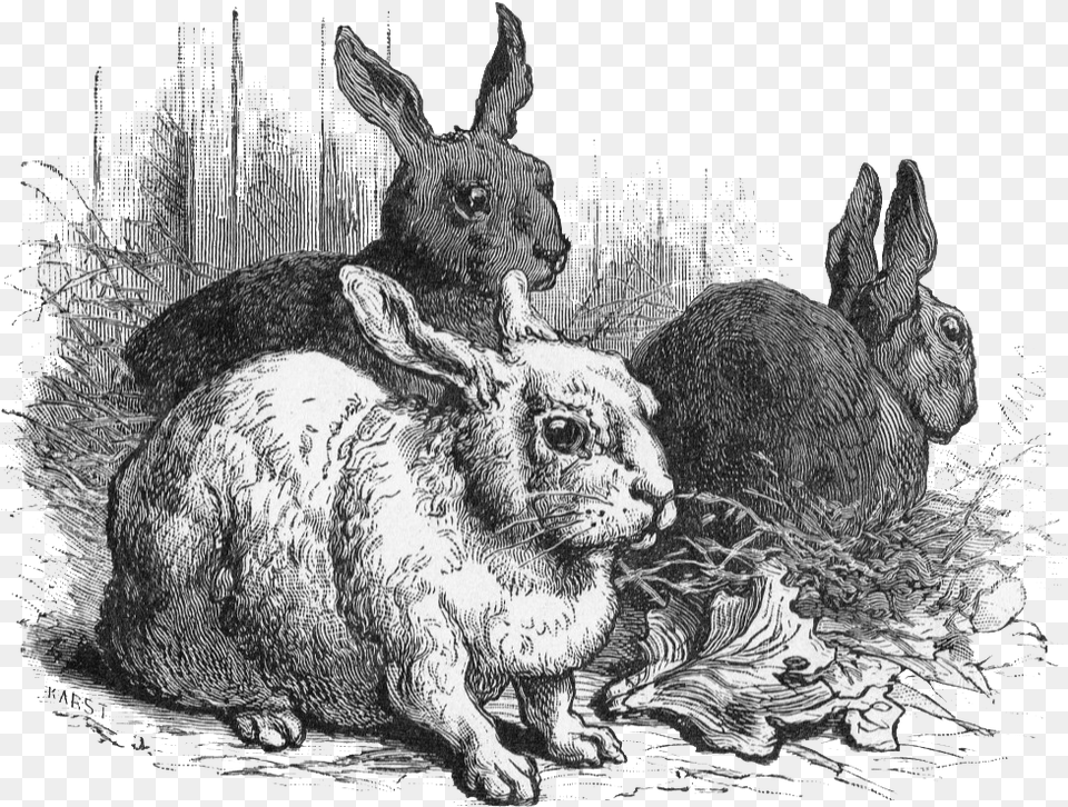 Do Any Of You Raise Rabbits Or Did You When You Were Graphics, Animal, Art, Rabbit, Mammal Free Png