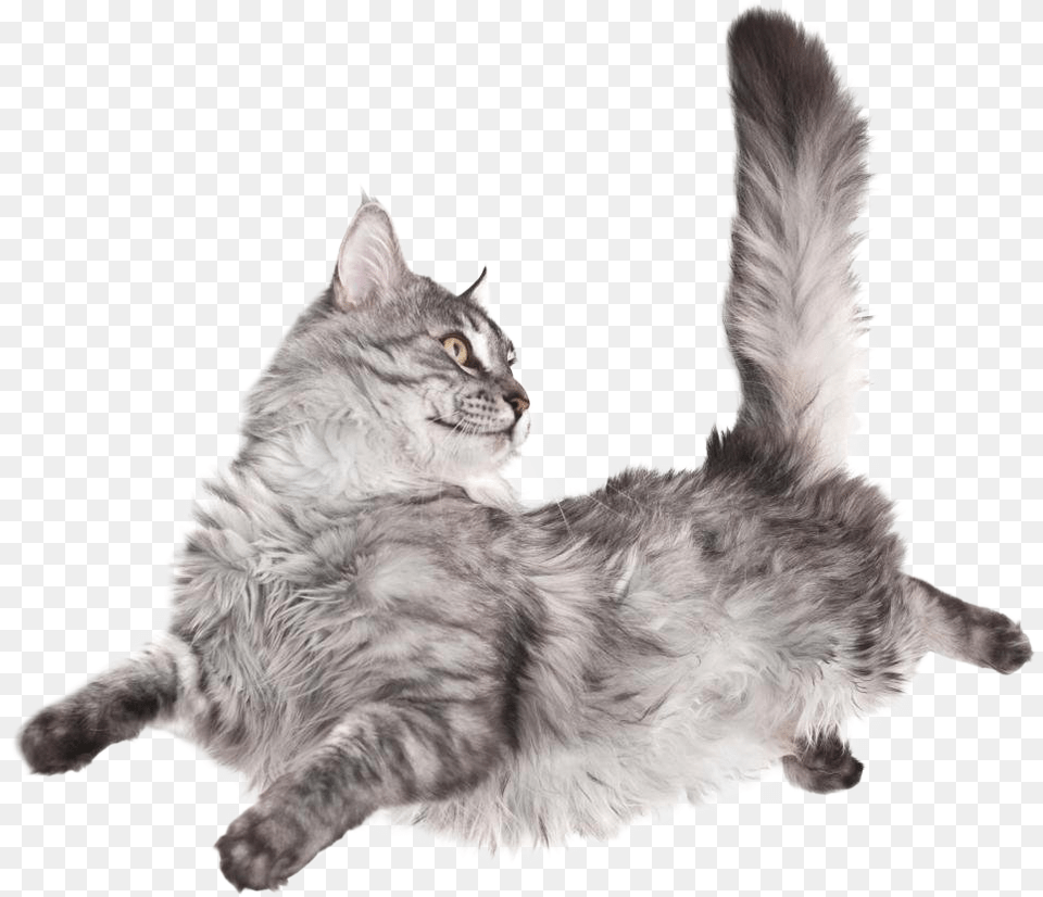 Do Cats Fall On Their Feet, Angora, Animal, Cat, Mammal Free Transparent Png