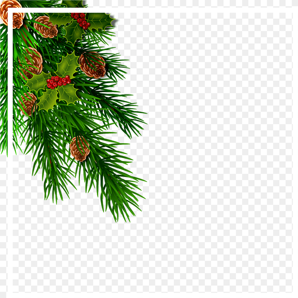 Do Nosso Blog Parceiro Um Conjunto De Quatro Molduras, Conifer, Fir, Plant, Tree Free Png Download