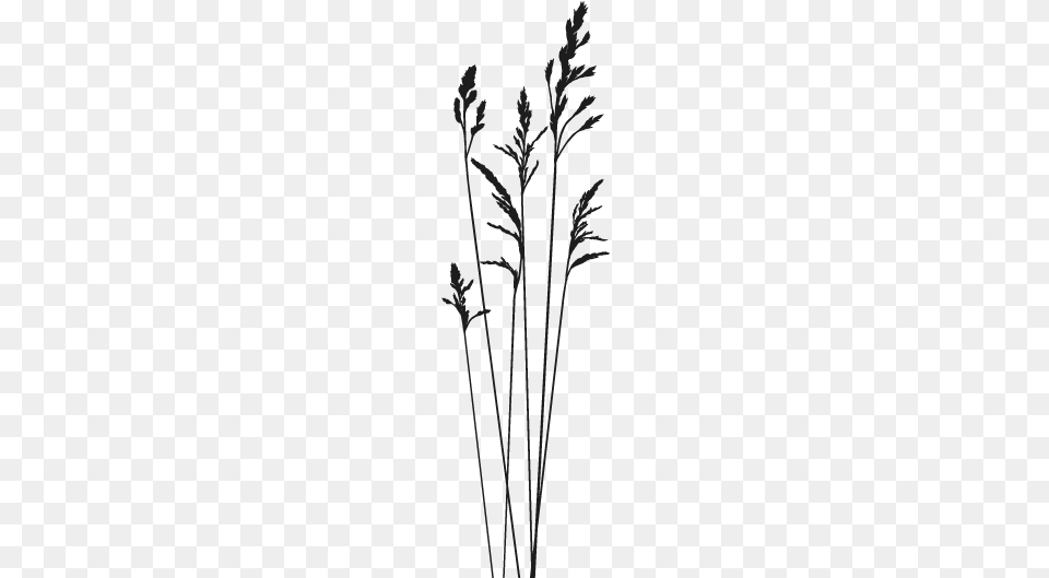 Do Produto Ramo De Trigo, Grass, Plant, Reed Free Png