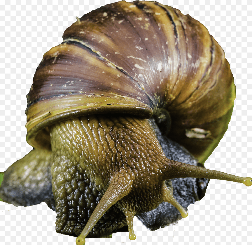 Do Snail Have Eyes, Animal, Insect, Invertebrate Png Image