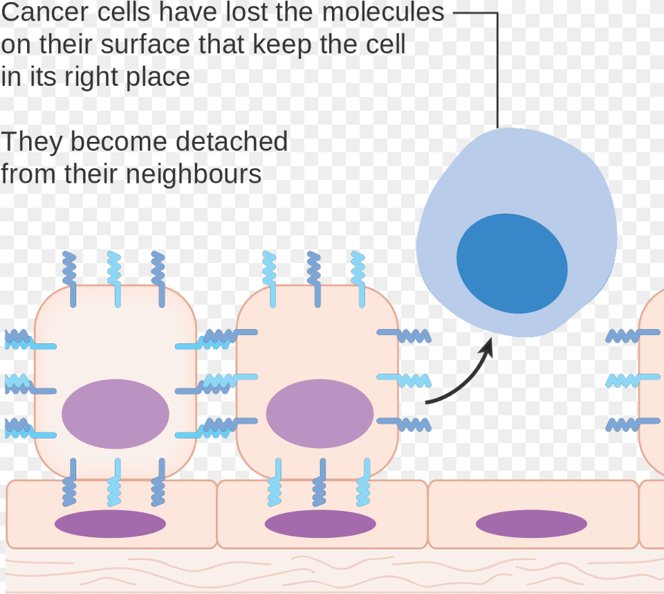 Do We All Have Cancer Cell Png Image