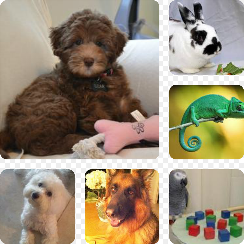 Do Your Pet Sitting Needs Include Labradoodle, Animal, Canine, Dog, Mammal Free Png Download