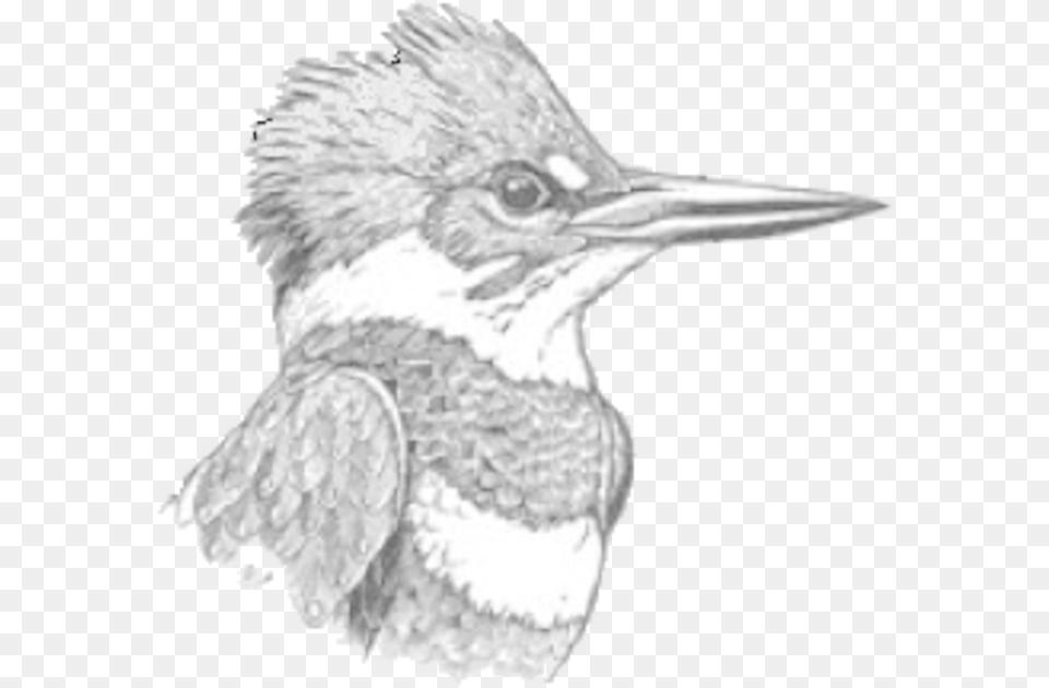 Doas Kingfisher Logo Belted Kingfisher, Animal, Beak, Bird, Art Free Png