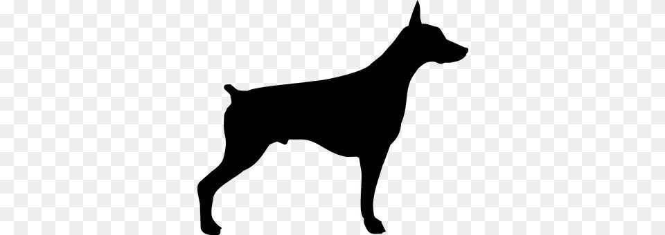 Doberman Gray Free Png