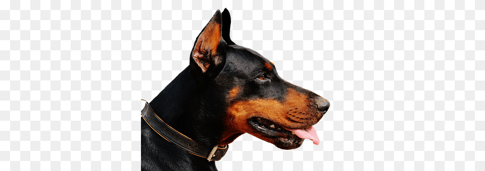 Doberman Accessories, Animal, Canine, Dog Free Png
