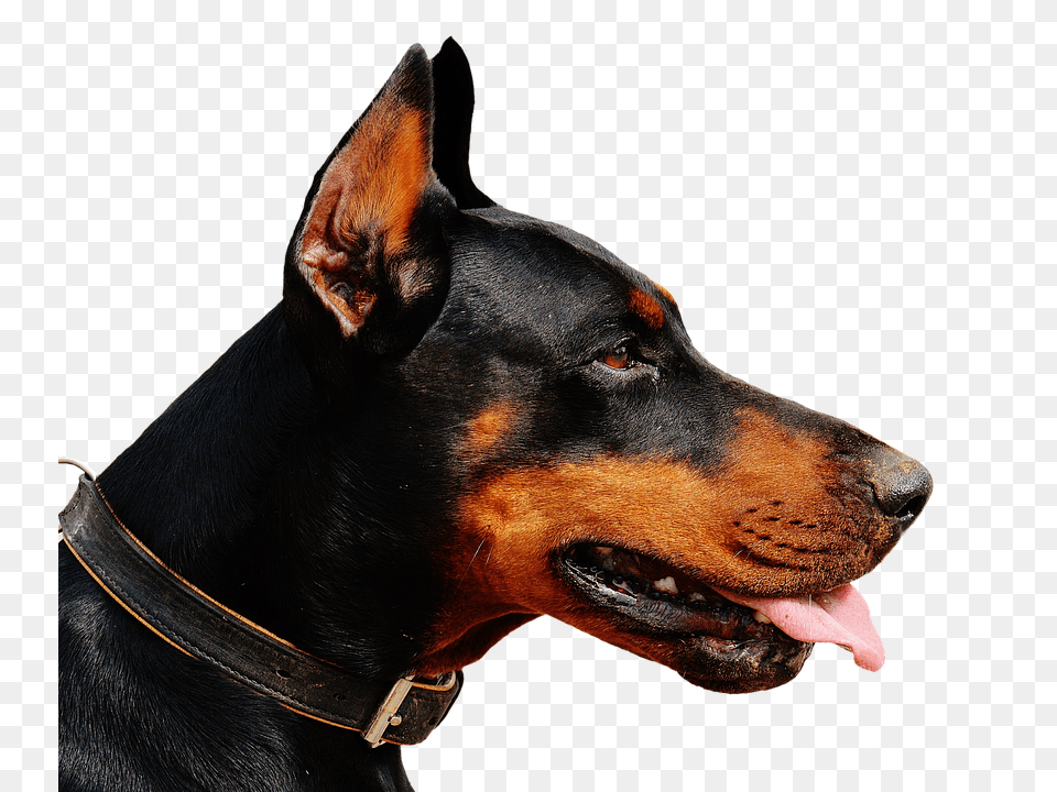 Doberman Accessories, Animal, Canine, Dog Free Png