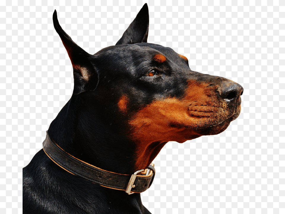 Doberman Accessories, Animal, Canine, Dog Png Image