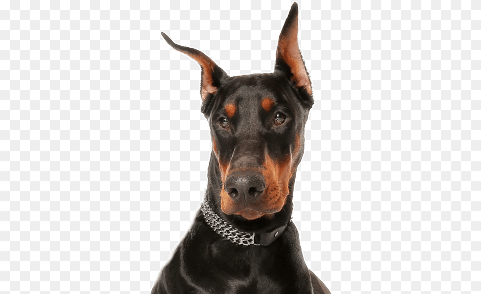 Doberman, Animal, Canine, Dog, Mammal Png Image