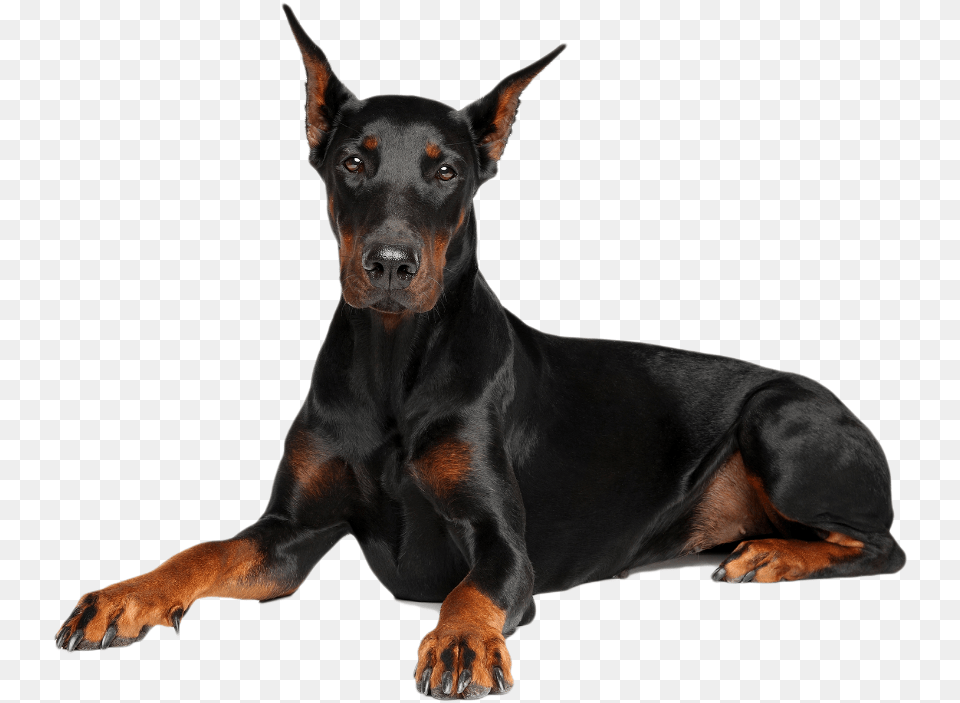 Doberman Doberman Fond Blanc, Animal, Canine, Dog, Mammal Free Transparent Png