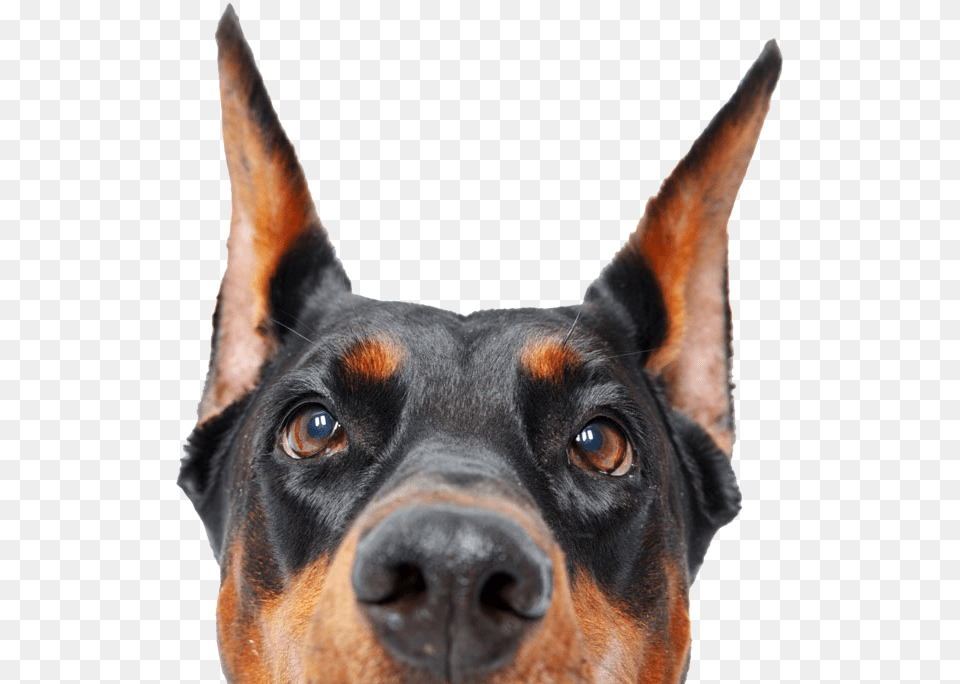 Doberman Dobermann, Snout, Animal, Canine, Dog Free Png