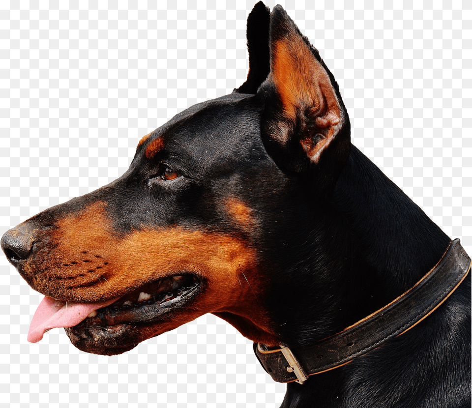 Doberman Dog Transparent Image Doberman, Accessories, Animal, Canine, Mammal Png