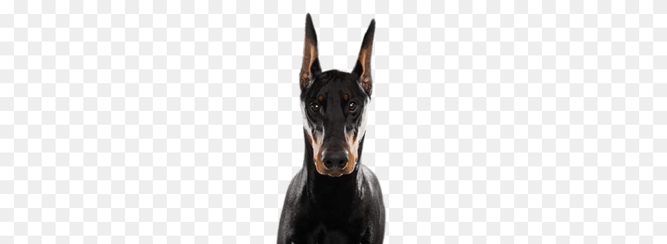 Doberman Head, Animal, Canine, Dog, Mammal Png