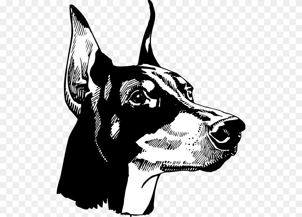 Doberman Head Black And White, Stencil, Adult, Person, Woman Png Image
