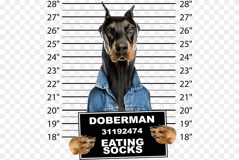 Doberman Mug Shot Download Doberman Eating Socks, Advertisement, Poster, Clothing, Pants Free Png