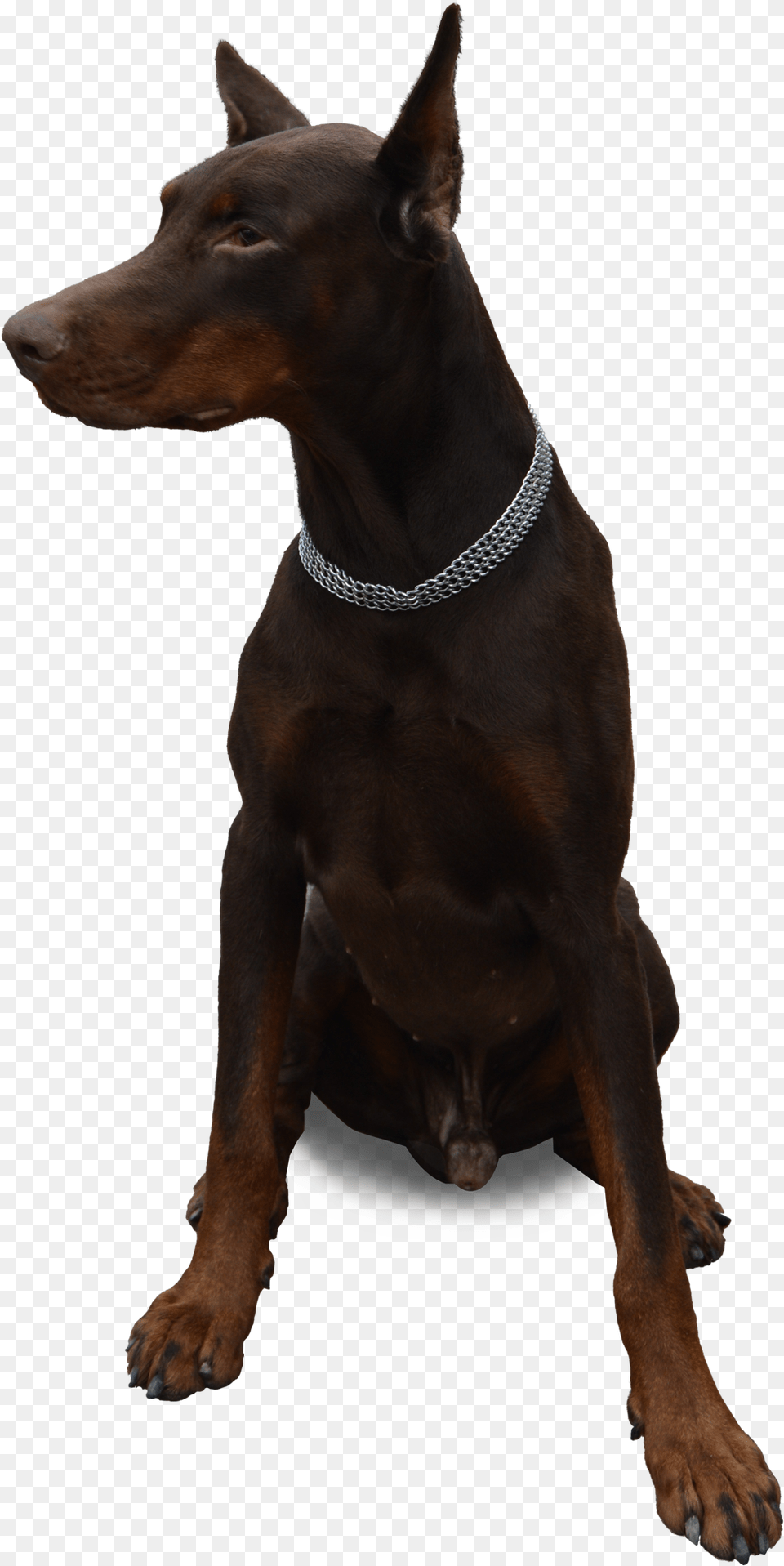 Doberman No Background, Accessories, Animal, Canine, Dog Free Transparent Png