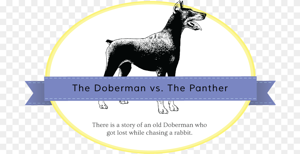 Doberman Panther Miniature Schnauzer, Animal, Bird, Canine, Mammal Png Image