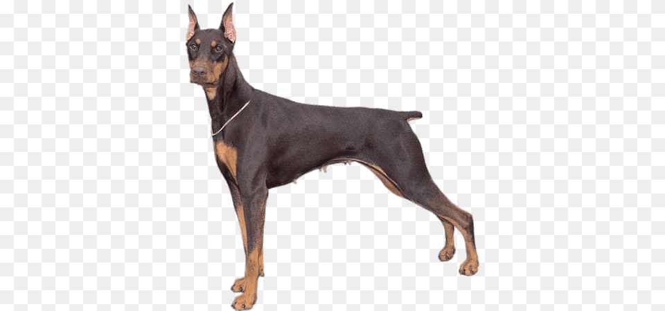 Doberman Pinscher, Animal, Canine, Dog, Mammal Free Png