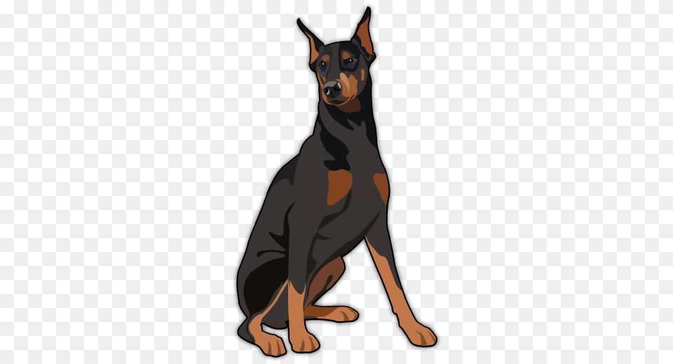 Doberman Pinscher By Tapash09 D6krqx7 Doberman Art, Animal, Canine, Dog, Mammal Free Transparent Png