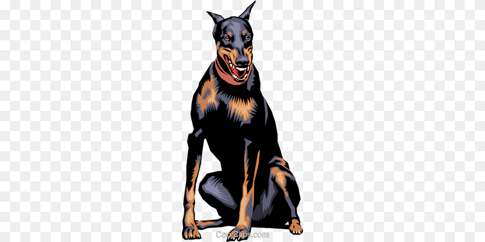 Doberman Pinscher Dog Royalty Vector Clip Art Illustration, Adult, Person, Man, Male Free Png Download