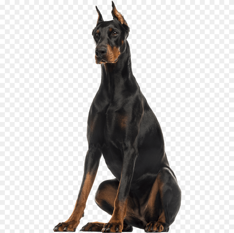Doberman Pinscher Sitting, Animal, Canine, Dog, Mammal Png