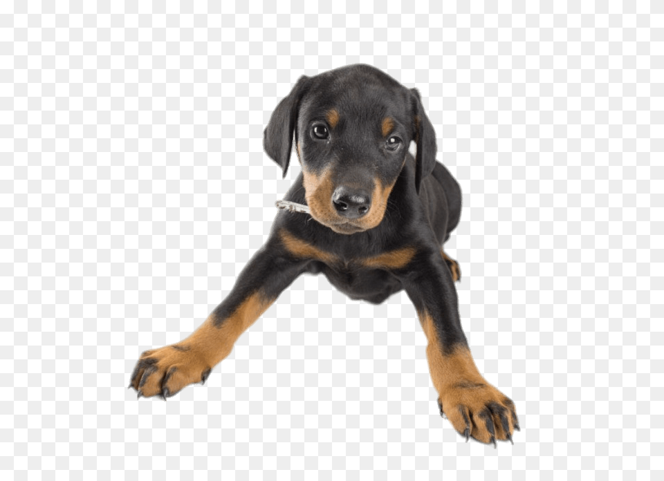 Doberman Puppy, Animal, Canine, Dog, Mammal Png Image