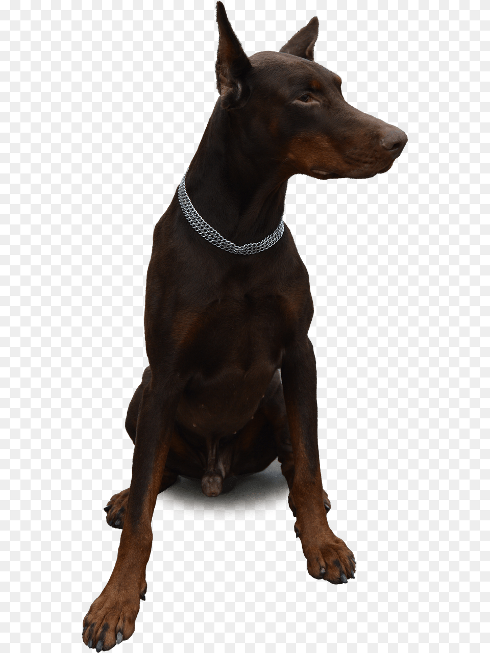 Doberman Sitting, Accessories, Animal, Canine, Dog Free Png