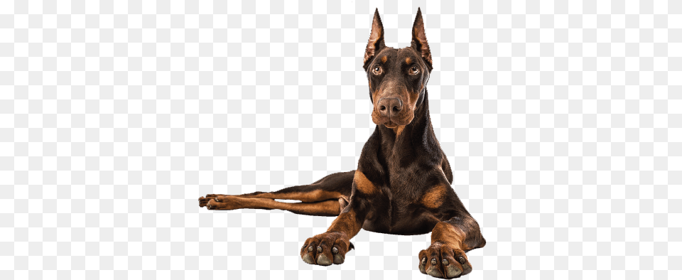 Doberman Transparent Doberman, Animal, Canine, Dog, Mammal Free Png Download