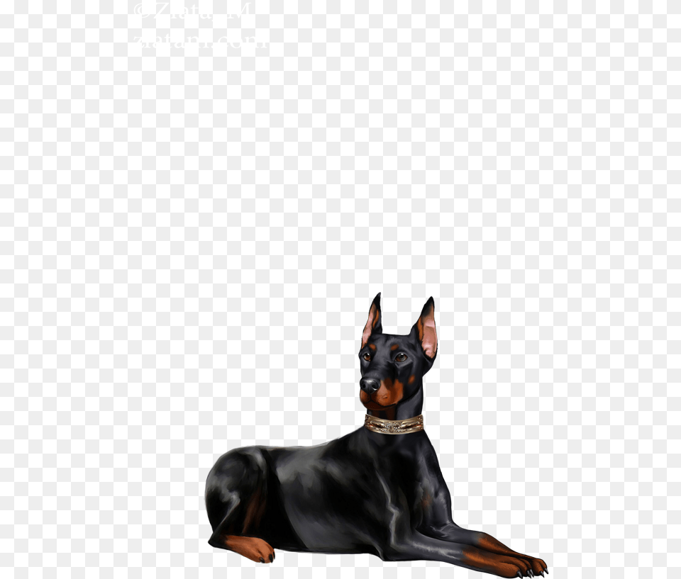 Dobermann, Animal, Canine, Dog, Mammal Free Transparent Png