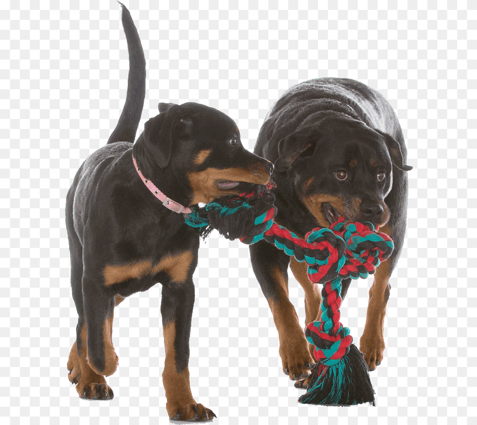 Dobermann, Animal, Canine, Dog, Mammal Free Transparent Png