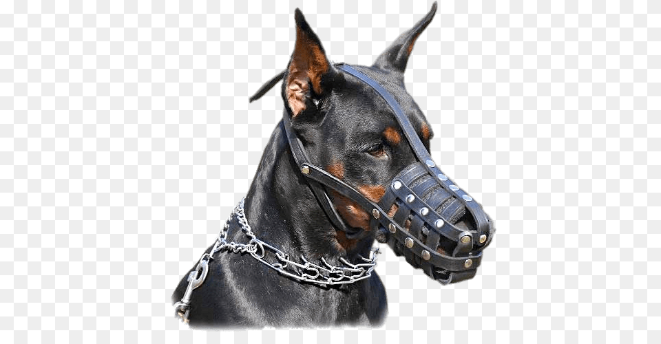 Dobermann Wearing Muzzle, Snout, Animal, Canine, Dog Free Png