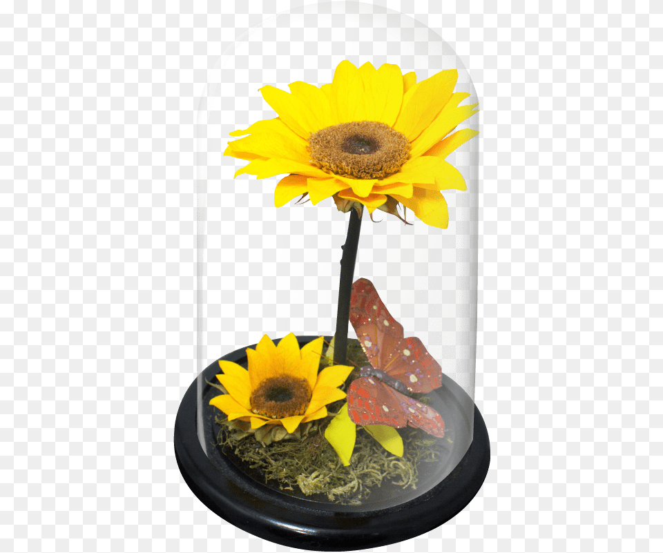 Doble Girasol Wb Sunflower, Flower, Flower Arrangement, Plant, Daisy Free Png