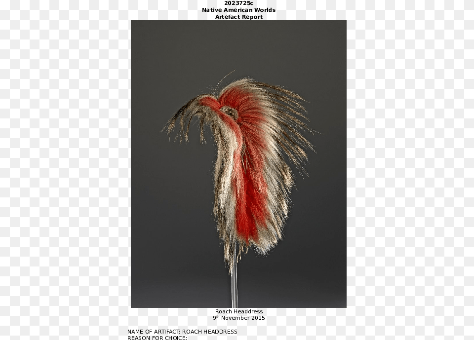 Doc Roach Headdress Artifact Report Steven A Chamberlain Animal Product, Bird, Fireworks Png