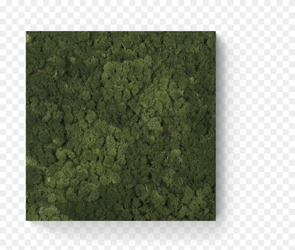 Dockfour Mos, Grass, Vegetation, Tree, Moss Png Image