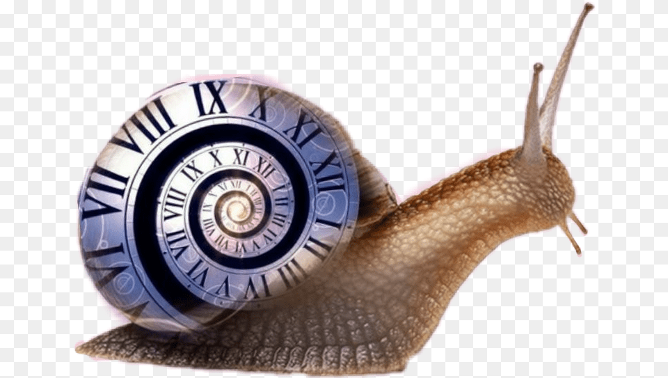 Doctor Who, Animal, Invertebrate, Snail, Insect Png Image