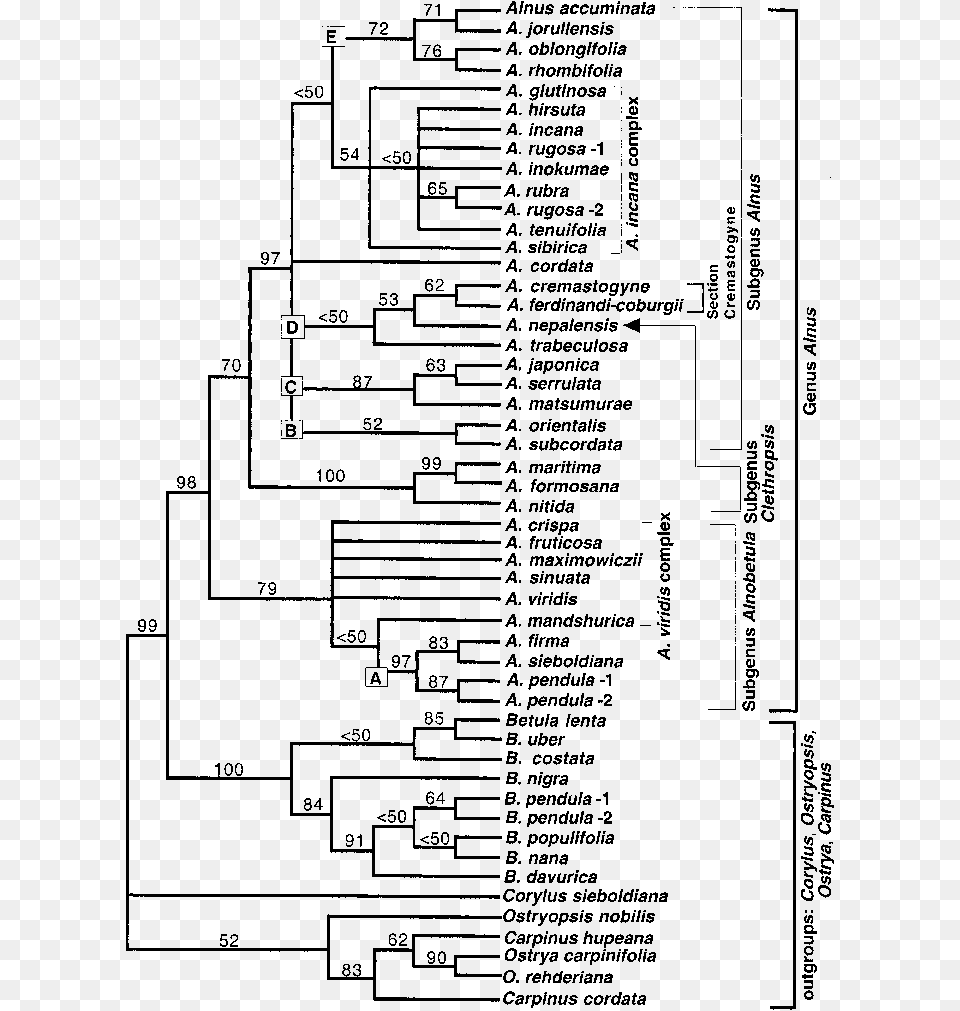 Document, Diagram Png Image