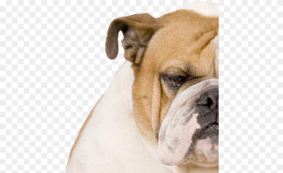 Documentation Spay And Neuter Ads, Animal, Bulldog, Canine, Dog Png Image